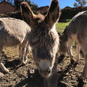 Meet your Posher, Cole